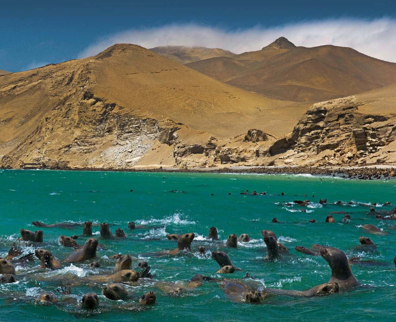 taxi green, taxi aeropuerto, taxi lima, taxi seguro